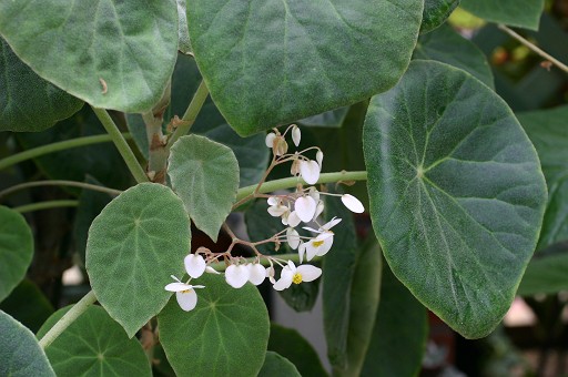 B. incana